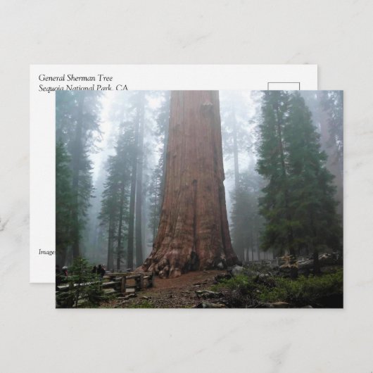 Generaal Sherman Tree, Sequoia, CA Briefkaart (Voorkant / Achterkant)