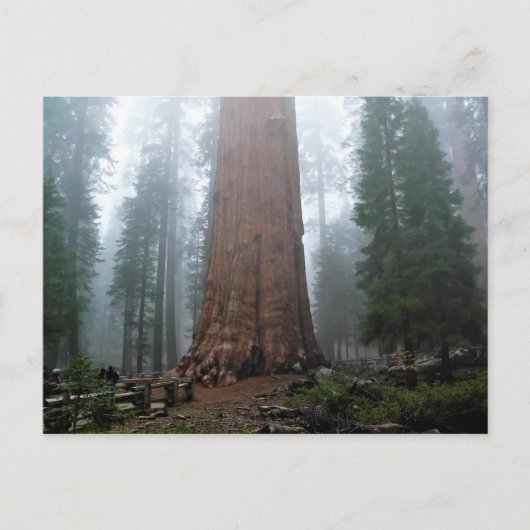 Generaal Sherman Tree, Sequoia, CA Briefkaart (Voorkant)