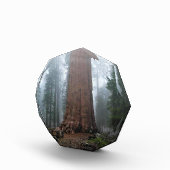 Generaal Sherman Tree, Sequoia, CA Fotoblokken (Rechts)