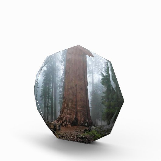 Generaal Sherman Tree, Sequoia, CA Fotoblokken (Rechts)