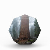 Generaal Sherman Tree, Sequoia, CA Fotoblokken (Voorkant)
