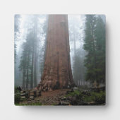 Generaal Sherman Tree, Sequoia, CA Fotoplaat (Voorkant)