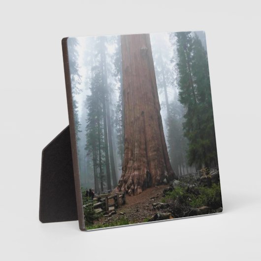 Generaal Sherman Tree, Sequoia, CA Fotoplaat (Voorkant)