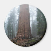 Generaal Sherman Tree, Sequoia, CA Magneet (Voorkant)