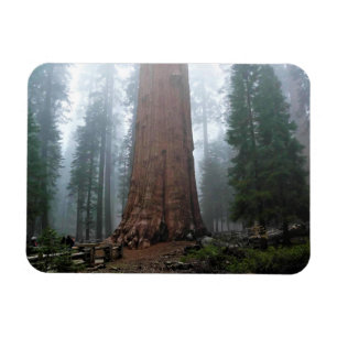 Generaal Sherman Tree, Sequoia, CA Magneet