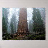 Generaal Sherman Tree, Sequoia, CA Poster (Voorkant)