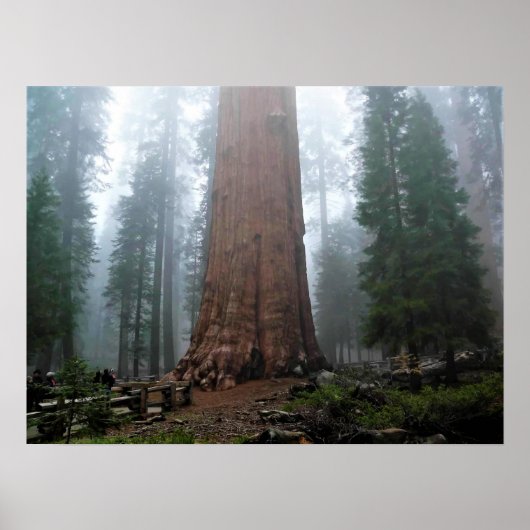 Generaal Sherman Tree, Sequoia, CA Poster (Voorkant)