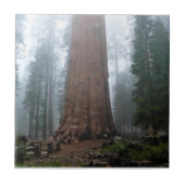 Generaal Sherman Tree, Sequoia, CA Tegeltje (Voorkant)