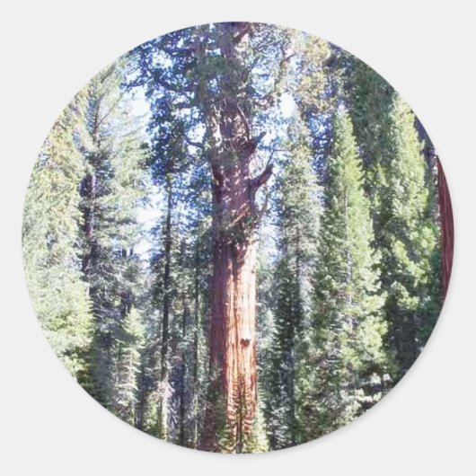 Generaal Sherman Trees Bossen Ronde Sticker (Voorkant)