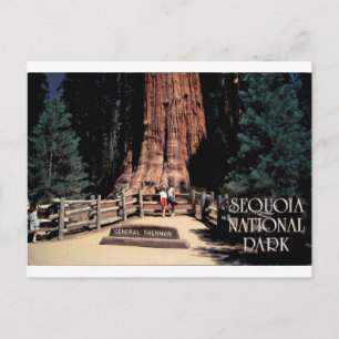 General Sherman Sequoia National Park Oud Briefkaart