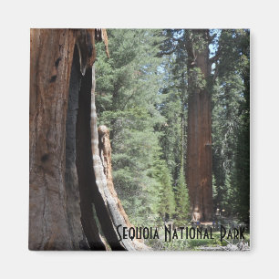 General Sherman Tree - Nationaal Park Sequoia Magneet