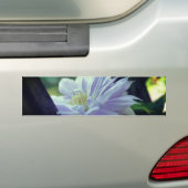 Genesteld Clematis Bloem Bumpersticker (Op auto)
