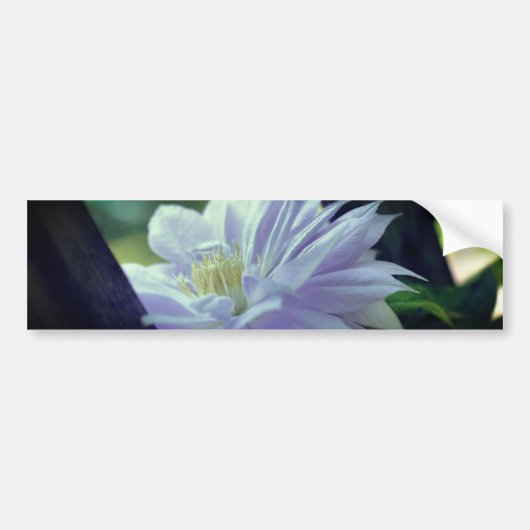 Genesteld Clematis Bloem Bumpersticker (Voorkant)