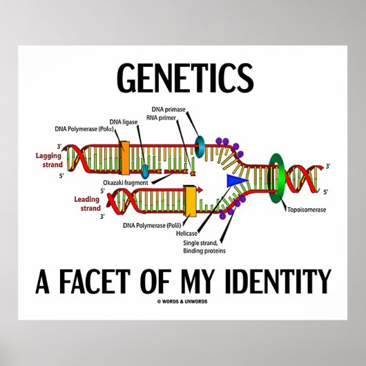 Genetics a facet of My Identity (DNA Replication) Poster (Voorkant)