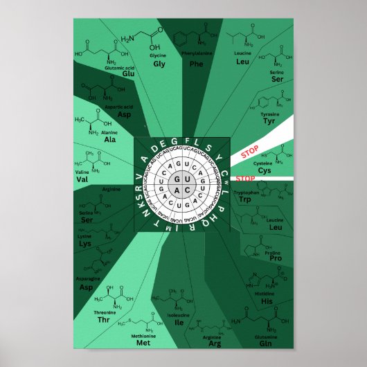 Genetisch codon-kaartwiel van aminozuren groen poster (Voorkant)