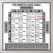 Genetische codetabel poster (Voorkant)