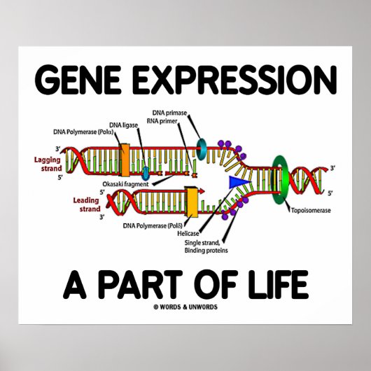 Genexpressie als onderdeel van het leven (DNA-repl Poster (Voorkant)