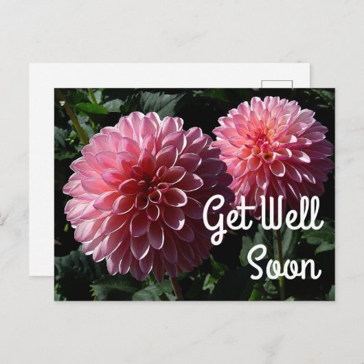 Genezende groet Dahlia Valley Porcupine #1 Ansicht Briefkaart (Voorkant / Achterkant)