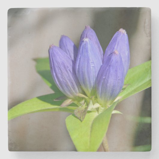 gentiaan stenen onderzetter (Voorkant)