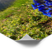 Gentiaanse bloemen en bergen van Clusius Poster (Hoek)