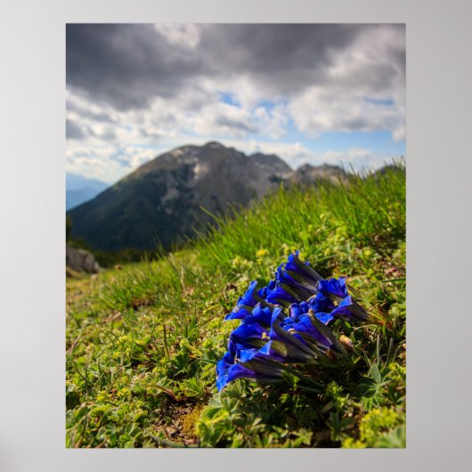 Gentiaanse bloemen en bergen van Clusius Poster (Voorkant)