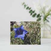 Gentian Briefkaart (Staand voorkant)