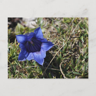 Gentian Briefkaart