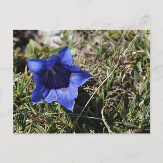 Gentian Briefkaart (Voorkant)