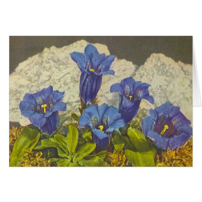 Gentian Flower (Voorkant Horizontaal)