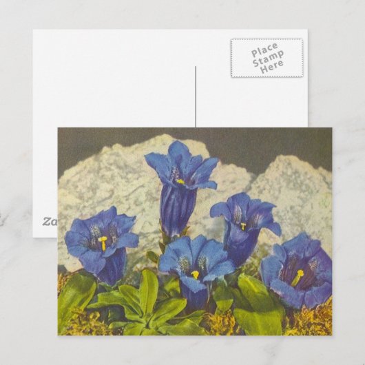 Gentian Flower Briefkaart (Voorkant / Achterkant)