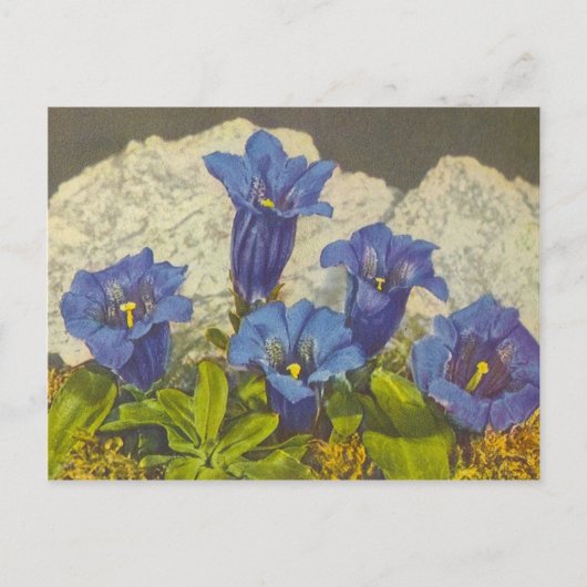 Gentian Flower Briefkaart (Voorkant)