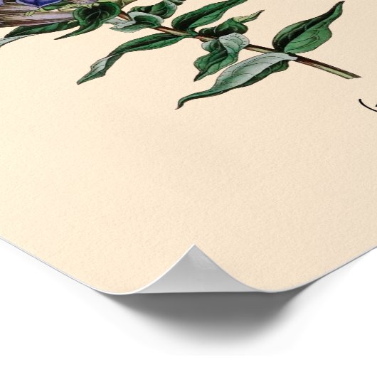 Gentian Flower Poster (Hoek)