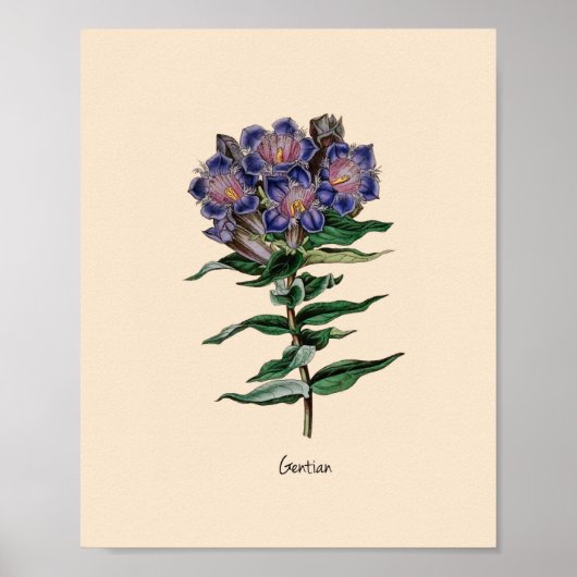 Gentian Flower Poster (Voorkant)