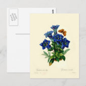 Gentiana aucalis briefkaart (Voorkant / Achterkant)
