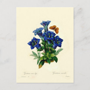 Gentiana aucalis briefkaart