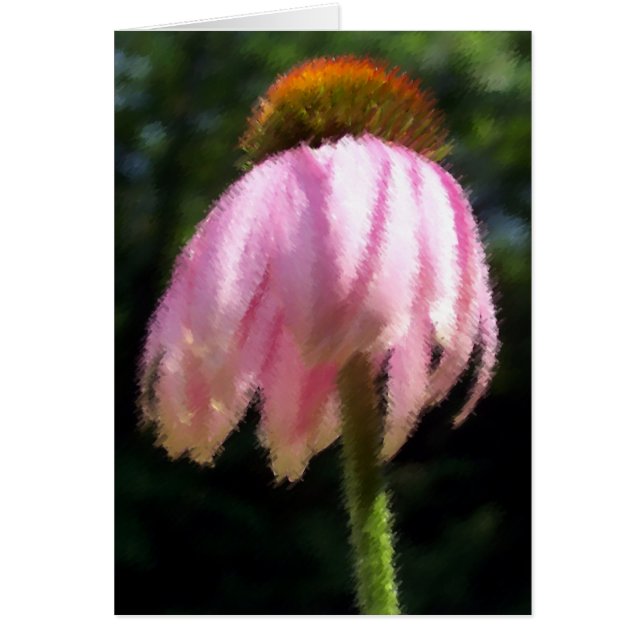 Gentle Breeze Echinecea (Voorkant)