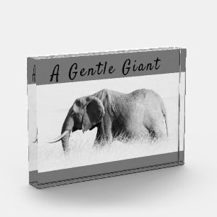 Gentle Giant Elephant foto met hoge sleutel met te