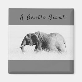Gentle Giant Elephant foto met hoge sleutel met te Magneet