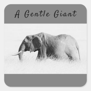 Gentle Giant Elephant foto met hoge sleutel met te Vierkante Sticker