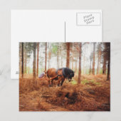 Gentle Giant - Ontwerppaard op het werk in het bos Briefkaart (Voorkant / Achterkant)