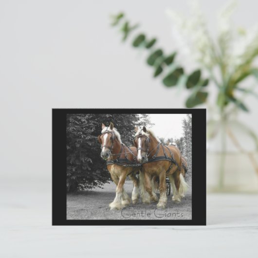 Gentle Giants briefkaart (Staand voorkant)