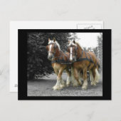 Gentle Giants briefkaart (Voorkant / Achterkant)