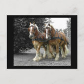 Gentle Giants briefkaart (Voorkant)