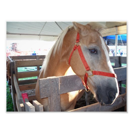 Gentle Horse Foto Afdruk (Voorkant)