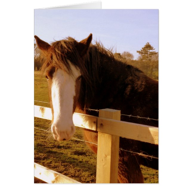 Gentle Horse White Blaze (Voorkant)