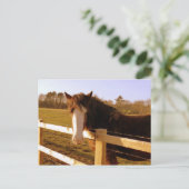 Gentle Horse White Blaze Briefkaart (Staand voorkant)