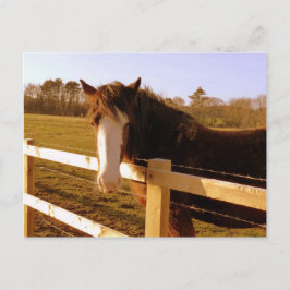 Gentle Horse White Blaze Briefkaart