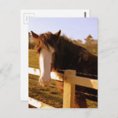 Gentle Horse White Blaze Briefkaart (Voorkant / Achterkant)