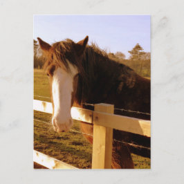Gentle Horse White Blaze Briefkaart