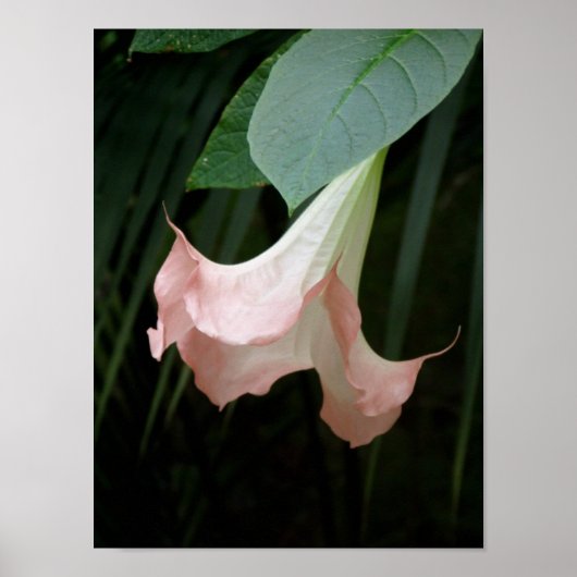 Gentle Poster (Voorkant)